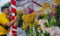 National Orchid Festival attracts 800 artisans