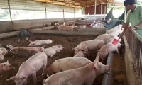 Vietnam strives to meet pork demand and stabilise prices