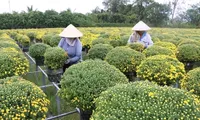 Mekong Delta farmers expect good harvest of Tet flowers