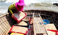 Quang Nam fishermen enjoy bumper shrimp season