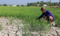 VND530 billion earmarked for drought, saltwater intrusion prevention in Mekong Delta region