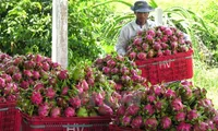 Fruit and vegetable exports hit over US$3.2 billion in 2020