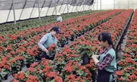 Lam Dong develops modern agriculture