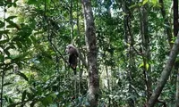 Three wild animals released back to nature