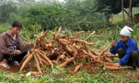 Cassava exports rise sharply in four months