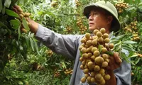 Online trade conference on Vietnamese longan slated for mid-July