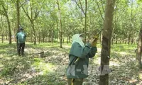 100,000 ha of rubber plantations expected to get sustainable forest management certificate