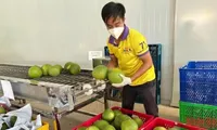 Ben Tre Province to ship first batch of green-skinned pomelos to US