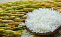 3 provinces to receive rice support for Lunar New Year