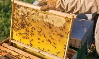 US cuts down anti-dumping duties on Vietnam’s honey by almost sevenfold