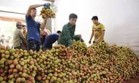 Nearly 4,000 tonnes of Bac Giang’s early maturing lychee exported to demanding markets