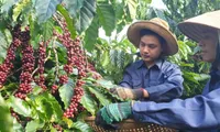 Coffee export turnover exceeds 2 billion USD in five months