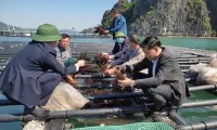 Aquaculture growth and pressure on the environment