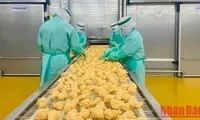 Chicken meat exports: the door open to fastidious markets