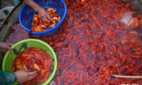 Yen So Fish Market bustles ahead of Kitchen Gods ceremony