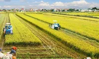 Mekong Delta rice farming to become a leading sector in agricultural production