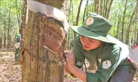 Vietnamese rubber companies helpful in Laos