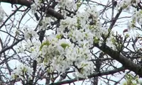 White pear blossom festival held in Lao Cai