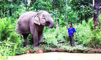 Dak Lak develops elephant-friendly tourism model