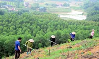 Newly planted forest area increases 4.7% in Q1