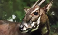 Quang Binh works to save Saola from brink of extinction