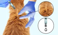 Boehringer Ingelheim launches its broad-spectrum topical parasite treatment for cats in Vietnam