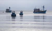 Tien Giang's fishing vessels strictly follow regulations, curbing IUU fishing