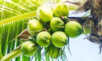 Vietnam’s coconut sector aims for export revenue of 1 billion USD