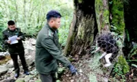 Rare stump-tailed macaque released to nature in Ha Giang