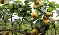 Lao Cai to host ripe pear picking festival