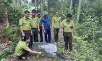 Asiatic brush-tailed porcupines released into wild in northern Vietnam