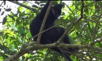 Bac Kan discovers white-cheek langur for the first time