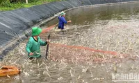 Vietnam’s shrimp sector still has strong potential for growth