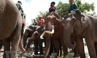 Dak Lak: Domestic elephants enjoy buffet on World Elephant Day