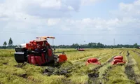 Kien Giang province to expand organic rice cultivation