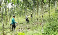 Large-timber forest area to be expanded to 1 million ha by 2030