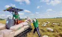 Rice exports to set record turnover of 5 billion USD in 2024