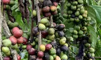 Coffee exports exceed 3 billion USD