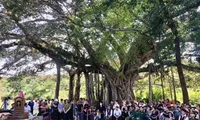 Writing contest on Vietnamese heritage trees launched