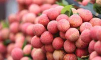 Lychee prices soar as output drops by more than 50%