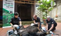 One more Asian black bear rescued in Hanoi