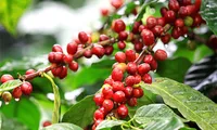 Vietnam posts over 100% growth in coffee exports to Spain