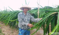 Efficiency from the largest dragon fruit growing area in Hai Phong