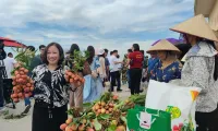 Hai Duong promotes consumption of Thanh Ha lychee associated with tours