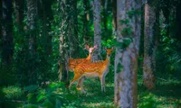 Tour provides night-life experience at Cuc Phuong National Park