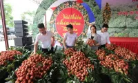 Tan Yen early maturing lychee estimated to reach 15,000 tonnes