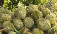 Insiders optimistic about durian export to China