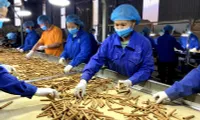 Vietnam's cinnamon exports hits over 96.3 million USD in five months