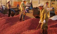 Coffee exports exceed 3 billion USD