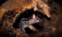 10 Owston’s palm civets born in captive environment